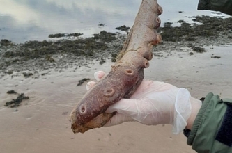 スコットランドの海岸に「7本腕のタコ」の残骸が打ち上げられる