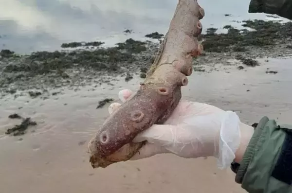 スコットランドの海岸に「7本腕のタコ」の残骸が打ち上げられる