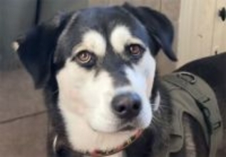 ゴールデンレトリバーとハスキーのミックス犬「ゴベリアン」の魅力にズームイン！