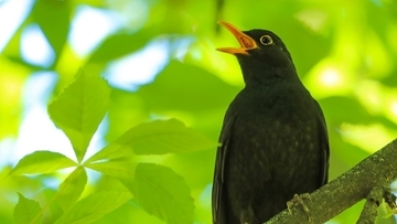 人間にとって最も心地よい鳴き声を持つ鳥は「クロウタドリ」であることがドイツの調査で判明