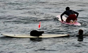またしても！サーフボードを奪うラッコがカリフォルニアに出現