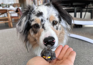 犬がスズメのヒナを発見し救助、今では親友の関係に