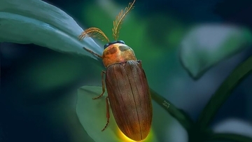 1億年前の琥珀に閉じ込められていた甲虫は新種だった。未知の触角をもつホタルの近縁種