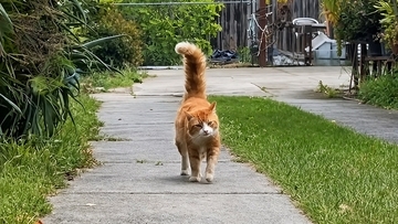 忘れてないよ！尻尾ピーンで駆け寄ってきた猫と3カ月ぶりの感動の再会