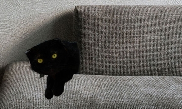 飼い猫がソファに向かって鳴き続けて1週間後、知らない黒猫の存在にようやく気付く