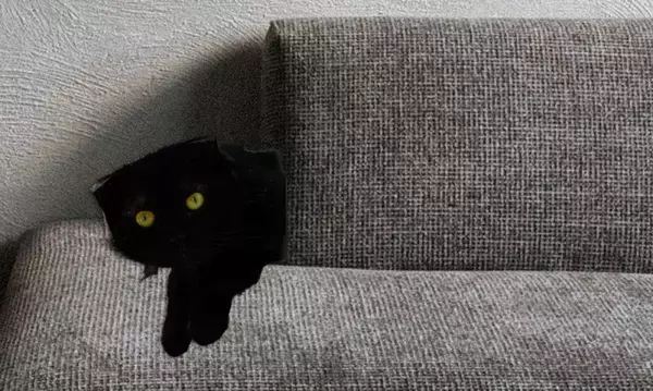 飼い猫がソファに向かって鳴き続けて1週間後、知らない黒猫の存在にようやく気付く
