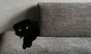 飼い猫がソファに向かって鳴き続けて1週間後、知らない黒猫の存在にようやく気付く
