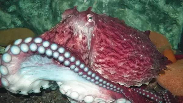 浅瀬に取り残された世界最大のタコが救助され、無事海へ帰る。去り際にありがとうの合図