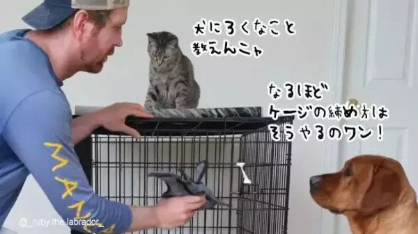 飼い主からケージのロック方法を教わった犬、さっそく猫を閉じ込めてみた