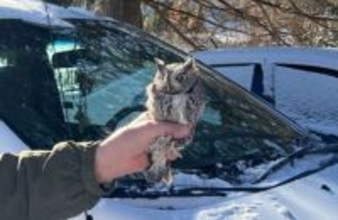 ドアも窓も閉まっていた車の中に小さな侵入者。命がけで助けを求めたフクロウのSOS