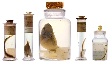 ダーウィンの200年前の標本瓶を未開封で分析することに成功、保存液の正体が明らかに