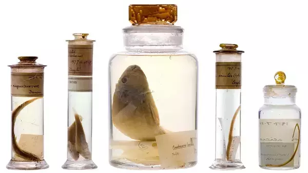ダーウィンの200年前の標本瓶を未開封で分析することに成功、保存液の正体が明らかに