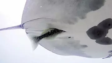 おしりかじり魚？コバンザメは危険を感じるとマンタのお尻の中に逃げ込んでいた