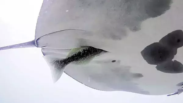 おしりかじり魚？コバンザメは危険を感じるとマンタのお尻の中に逃げ込んでいた