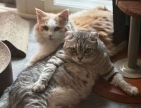 猫なりに感謝の気持ちを伝えている。獣医師が教える8つの「ありがとう」のサイン