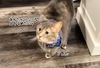 「私を置いていった罪は重い」猫が怪我を装い飼い主を翻弄する