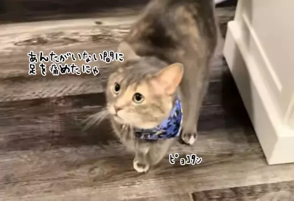 「私を置いていった罪は重い」猫が怪我を装い飼い主を翻弄する