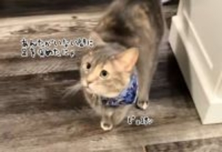 「私を置いていった罪は重い」猫が怪我を装い飼い主を翻弄させる