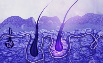 髪の毛の成長メカニズムは「押し出し」ではなく「引き上げ」だった。薄毛治療を変える可能性