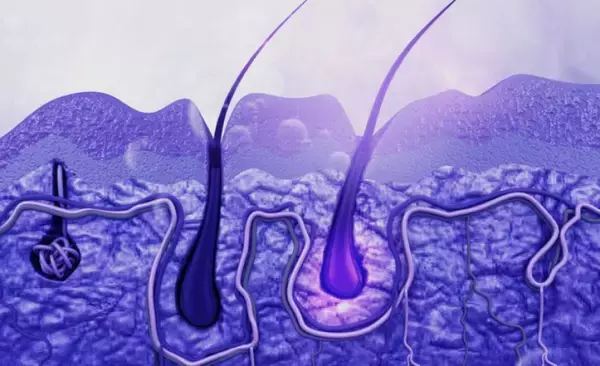 髪の毛の成長メカニズムは「押し出し」ではなく「引き上げ」だった。薄毛治療を変える可能性