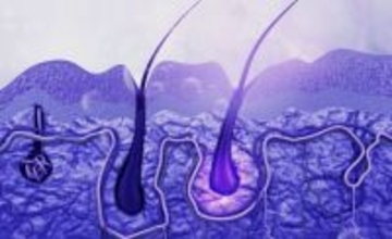 髪の毛の成長メカニズムは「押し出し」ではなく「引き上げ」だった。薄毛治療を変える可能性