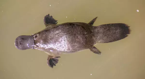 珍獣カモノハシはやっぱり奇妙、鳥の羽にしかない不思議な毛の構造が見つかる