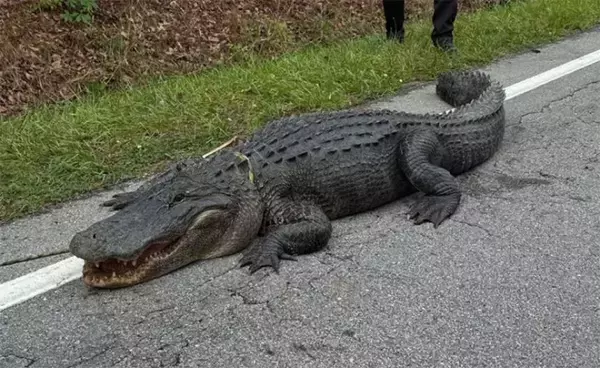 恐竜だ！ノースカロライナ州で巨大なワニが道路に出没し警察に通報される