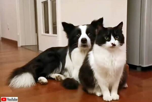 息ぴったり 毛色もぴったり 前世は兄弟だったに違いない犬と猫 22年2月4日 エキサイトニュース