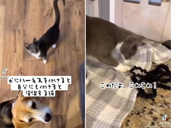 犬と一緒じゃなきゃ嫌な猫 犬がハーネスを付けると 自分も付けろと催促する 22年4月16日 エキサイトニュース