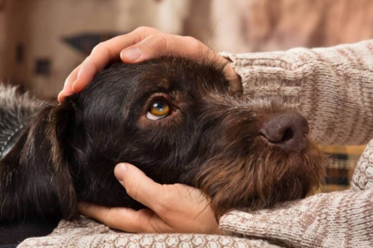 犬は人間のストレスを嗅ぎ分けることができる 新たな研究で明らかに 22年10月1日 エキサイトニュース