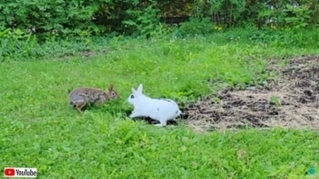 ペットのウサギと野生のウサギが出会ったよ！仲良く追いかけっこを始める2匹の姿がまるでアニメのワンシーンだった