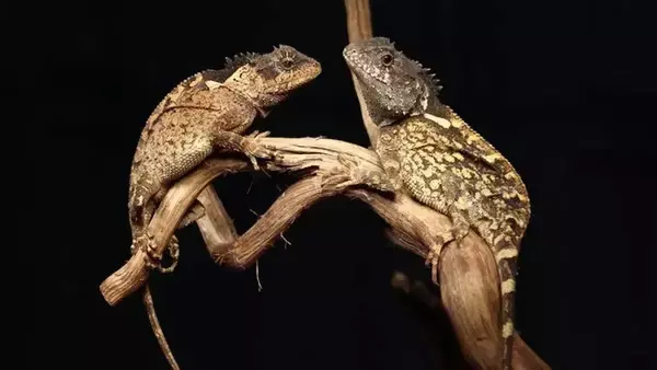 タイで新種のトカゲを発見！『ハウス・オブ・ザ・ドラゴン』のドラゴンから命名