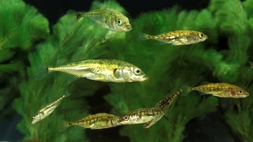東日本大震災で交雑した2種の魚、10世代を経てほぼ元の種に戻っていた