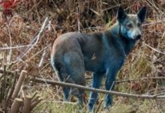 チェルノブイリで青い犬が出現。ただしその原因は思わぬところにあった