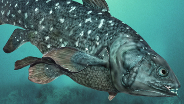 古代のシーラカンスは肺を使って水中の音を聞いていた