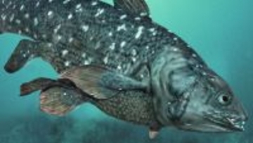 古代のシーラカンスは肺を使って水中の音を聞いていた