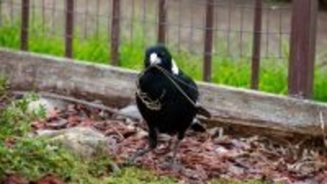 家を出ると歌を届けてくれる。クチバシの曲がったカササギフエガラスと女性の友情物語