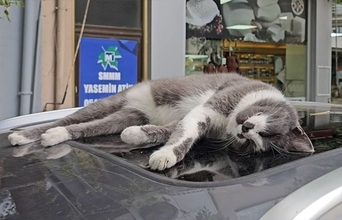 車の上で寝ている猫をやさしく起こす方法