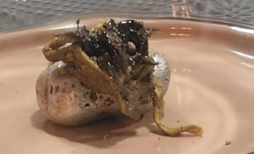 パナマで隕石から生まれた「ヴェノム」のような地球外生命体」が話題に