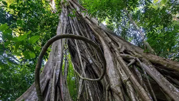 コスタリカの森の奥では、野生動物たちが同じ木を共同トイレとして使っていた