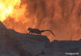 リスさん逃げて～！ディズニーワールドの火山口にリスが超絶接近、その時炎が舞い上がる