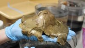 【続編】アラスカの海底で発見された謎のゴールデンエッグの正体がついに明らかに！