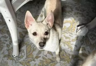 駐車場で逃げ出した保護犬、飼い主に探されることなく預かりボランティアの家へ