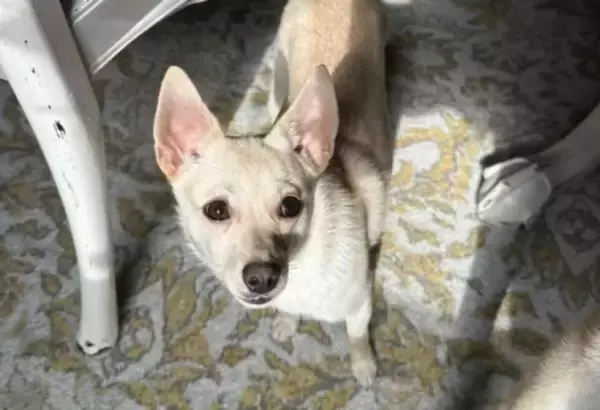 駐車場で逃げ出した保護犬、飼い主に探されることなく預かりボランティアの家へ