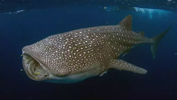 ジンベエザメにカメラを装着、これまで知られていなかった食生活が明らかに！