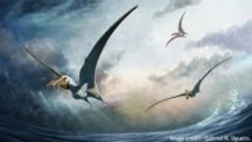 恐ろしい捕食者だった。1億年前の巨大な翼竜の化石がオーストラリアで新たに発見される