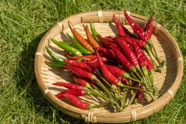 中国の養魚場で大量の唐辛子を餌に育てられる魚たち