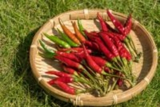 中国の養魚場で大量の唐辛子を餌に育てられる魚たち