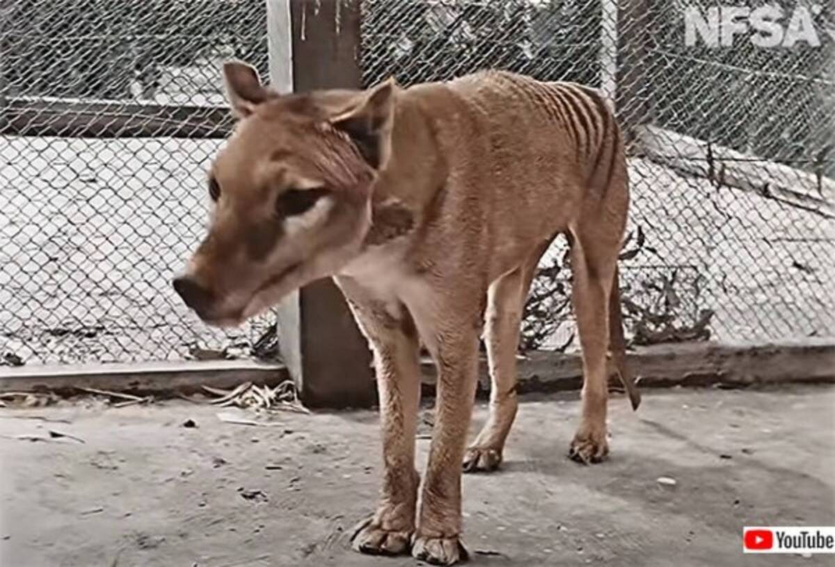 絶滅したタスマニアタイガーの復活を夢見る科学者たち フクロアリクイのゲノムを利用 22年2月16日 エキサイトニュース