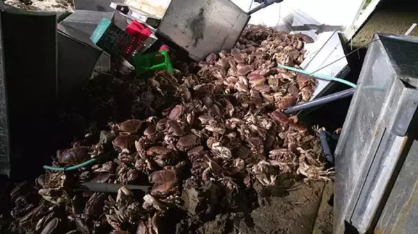 横転したトラックから1万5000匹のカニが大脱走、村人総出の回収作戦